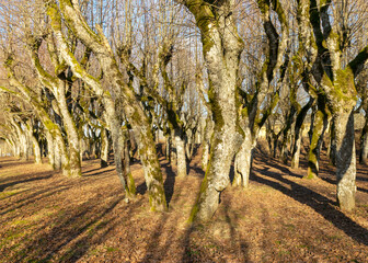 Old linden alley, Katvaru manor park, which looks so ghostly and unusual - just like from fairy...