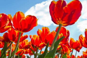Fototapeta na wymiar Red tulips against blue sky with white clouds