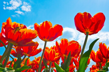 Red  tulips against blue sky with white clouds
