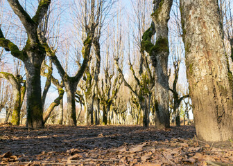 Old linden alley, Katvaru manor park, which looks so ghostly and unusual - just like from fairy...
