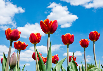 Red tulips against blue sky with white clouds
