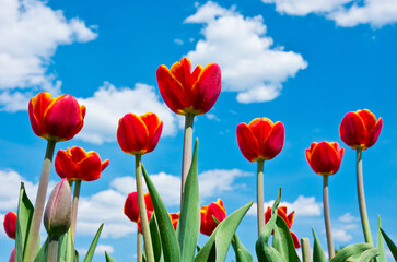 Fototapeta premium Red tulips against blue sky with white clouds