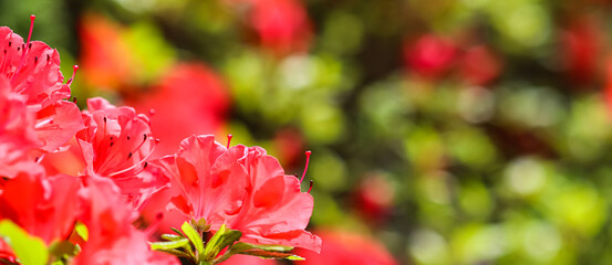 Opening of beautiful red azalea flower in spring garden. Floral background