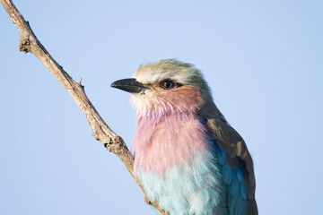 Kruger National Park: Lilac Breasted-roller