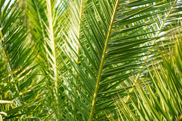 Green palm leaves, sun shines in background, only few blades focus abstract tropical background