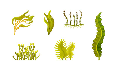 Seaweeds or Plants and Aquatic Marine Algae Vector Set
