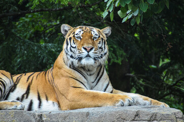 Stolzer Tiger im Zürcher Zoo