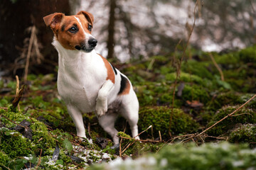 Small Jack Russell terrier dog standing on green moss in forest, some snow at ground, looking curious one leg up