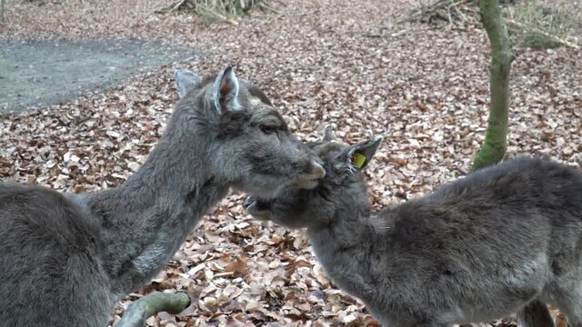 Damwild Kitz reinigen