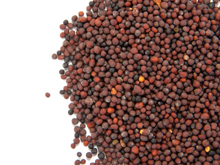 Dry mustard black seeds isolted on the white background