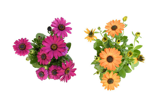Topview beautiful  violet and orange arctotis flower blooming and growing with green leaves and branch, on white background isolated and clipping path, plant for flower gardne concept.