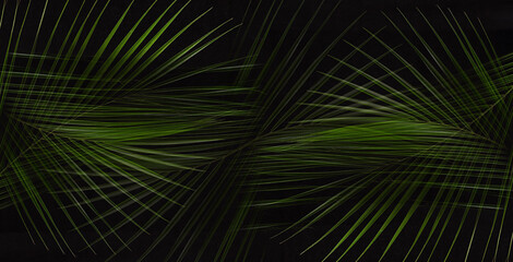 Lush green palm leaves on black background as abstract pattern - summer night in hawaii paradise, banner.