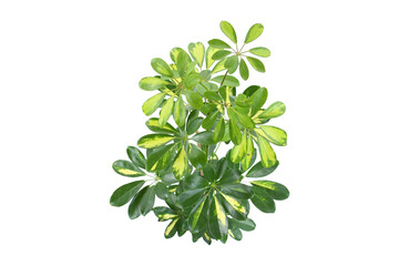 Schefflera arboricola Gold Capella on white background isolated and clipping path. Schefflera Compacta houseplant or in name umbrella tree plant with beautiful foliage leaves. Idea plant for decor.