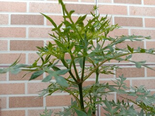 Green plants with brown walls as a trunk.