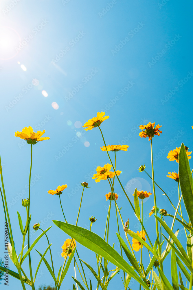 Wall mural blooming spring wildflowers