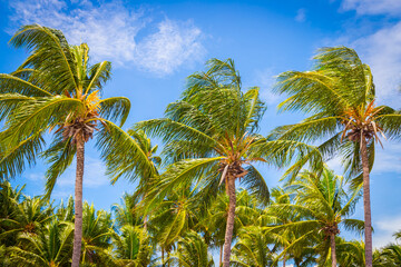 Fototapeta premium Big tall coconut trees on the beach by the sea