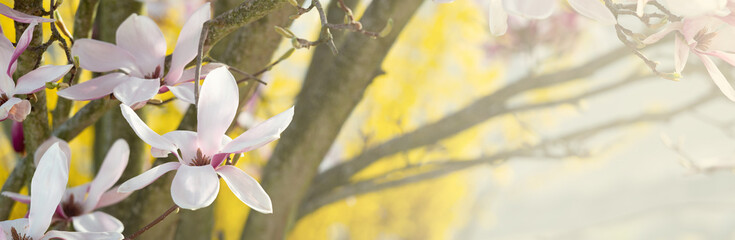 Fleurs dans un magnolia en lumière naturelle, sur un fond bokeh jaune et branche en format panorama