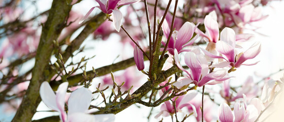 Plein de fleurs roses sur des branches de magnolia en lumière naturelle en format bannière