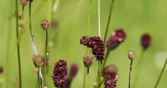Herbaceous plant Sanguisorba officinalis (great burnet)