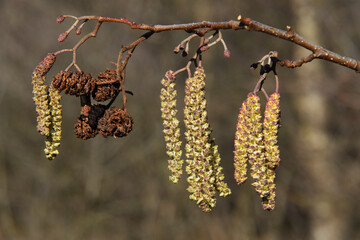 Catkins in spring, new male inflorescence and old, mature cone-like flowers and some buds of...