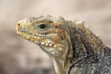 The Cuban rock iguana (Cyclura nubila), also known as the Cuban ground iguana or Cuban iguana, portrait.