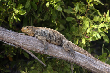 Cuban rock iguana (Cyclura nubila), also known as the Cuban ground iguana or Cuban iguana lying on a branch with green background.