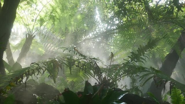 Morning sun shining through trees and fog in lush green tropical rain forest. Bright light shining through the humid misty fog with jungle leaves and ferns. Beautiful freshness landscape nature.