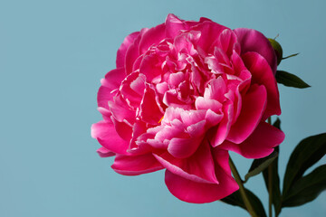 Beautiful bright pink peony flower isolated on a blue background.