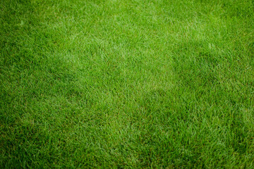 Obraz na płótnie Canvas Green grass texture for background. Green lawn pattern and texture background.