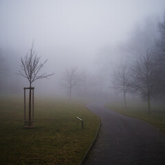 trees in the fog in the park