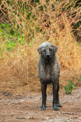 Muddy Schnoodle stands next to a mud.