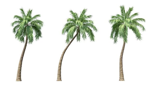 Coconut palm tree moving in the wind on white background with alpha matte.3D realistic tree isolated with alpha channel to be used for architecture visualization or motion graphics or any other video.