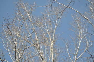 Fototapeta na wymiar Trees in winter against the blue sky