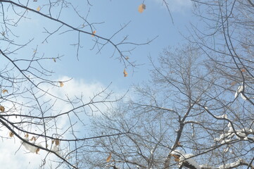 Trees in winter against the blue sky