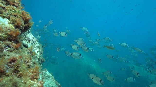 School of fish in the Mediterranean sea, two-banded seabreams underwater, Medes Islands, Costa Brava, Spain