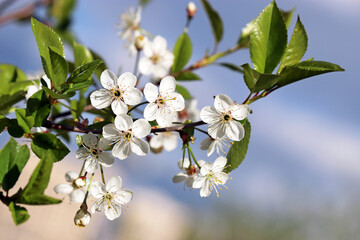 Cherry blossom in spring on background of blue sky with clouds. White flowers on a branch in sunny day