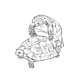Two mating turtles drawing, Hand drawn sketch of breeding turtles black and white line art graphics isolated