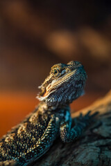 Central bearded dragon portrait close up animal photography