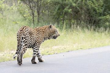 Kruger National Park: male leopard walking in road