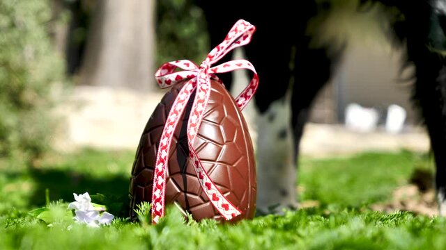 chocolate egg in the garden and dog coming