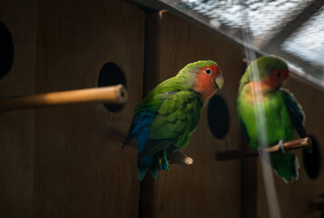 Nice color Lovebird sitting in cage nature birds and pets