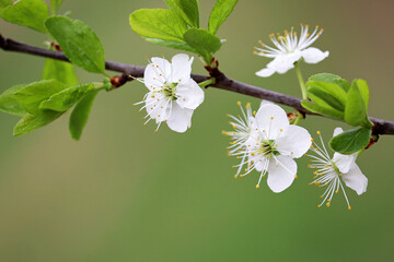 Cherry blossom in spring on blurred green background. White flowers on a branch
