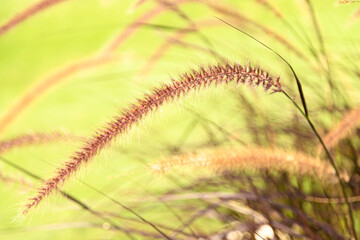 Pennisetum grass flowers in garden