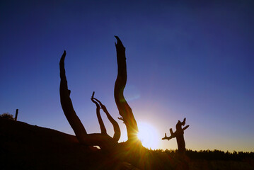 ブライスキャニオン　夕日に佇む枯れ木