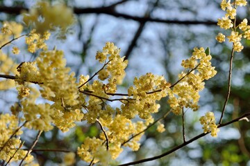 Wild pepper(Litsea cubeba) flower bloom, spire stone in Hsinchu, Taiwan