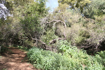 trees alongside a path in the park