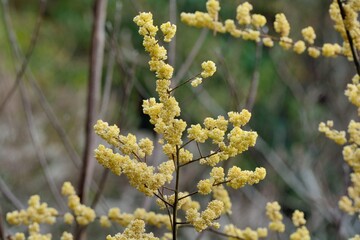 Wild pepper(Litsea cubeba) flower bloom, spire stone in Hsinchu, Taiwan