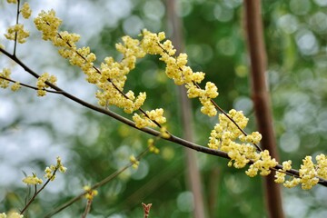 Wild pepper(Litsea cubeba) flower bloom, spire stone in Hsinchu, Taiwan