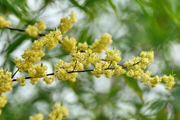 Wild pepper(Litsea cubeba) flower bloom, spire stone in Hsinchu, Taiwan