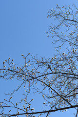 ツボミのある枝